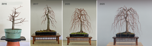 BALD CYPRESS PROGRESSION 2025.png