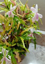 Pseuderanthemum Sinuatum Variegata.jpg