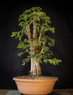 28-01-2025 taxus multitrunk rightside.jpg