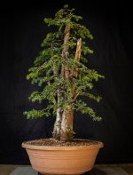 28-01-2025 taxus multitrunk 8Leftside.jpg