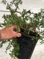 Leptospermum macrocarpa Copper Sheen.jpeg