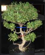 ficus 1.png