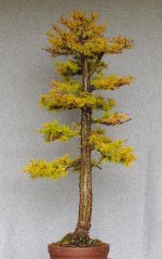 bv_larch_fall2024.JPG