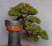 cascade_juniper_fall2024b.JPG
