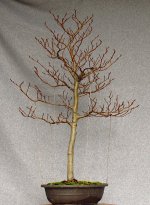 beech_fall2024.JPG