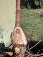 IMG_3295.jpeg