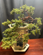 bonsai.png