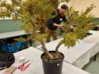 Itoigawa_PreBonsai_02FEB2025.jpg