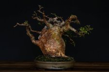 imburana bonsai 3.jpg