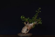 imburana bonsai.jpg