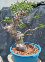 imburana prebonsai 1.jpg