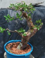 imburana prebonsai 2.jpg