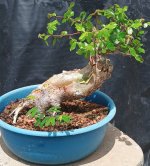 imburana prebonsai 3.jpg