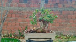 imburana prebonsai 4.jpg