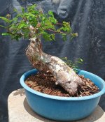 imburana prebonsai 5.jpg