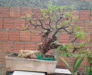 imburana prebonsai 6.jpg