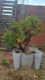 imburana prebonsai 7.jpg