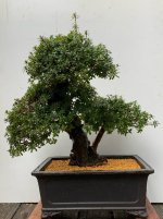 Azalea 3_25'02_1F.jpg