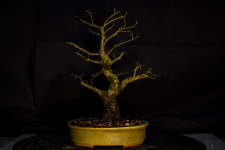 ulmus 25-02-2025 after repot 1.png