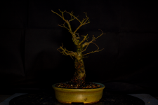 ulmus 25-02-2025 after repot 2.png