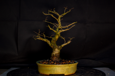 ulmus 25-02-2025 after repot 3.png