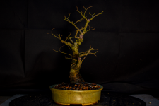 ulmus 25-02-2025 after repot 4.png