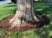 A-Japanese-Maple-tree-that-had-its-plant-height-and-root-flare-exposure-fixed-by-Hanselman-Ga...webp