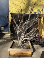 burning_bush_bonsai_2025-03-01.jpg