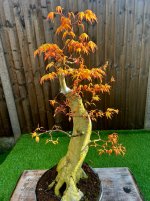 IMG_4447.jpeg