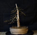 Larch repotted 03-03-2025 1.png