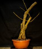 Forsythia potted up 1.png