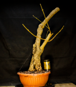 Forsythia potted up beercanscale.png