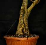 Forsythia potted Closeup 1.png