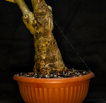 Forsythia potted Closeup 2.png