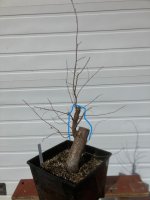 cedar elm #1 1 m-u.jpg