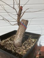 cedar elm #1 2 m-u.jpg