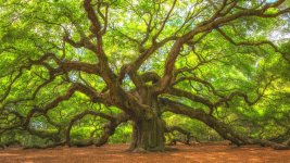 Angel-Oak-Tree-Near-Kiawah-Island-1024x576.jpg