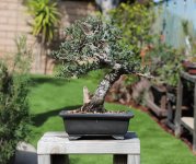 juniper2.jpg