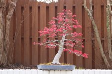 IMG_9636.jpeg