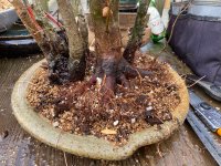 IMG_3707.jpeg