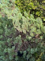 IMG_4929.jpeg