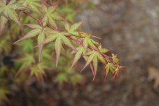 IMG_9698.jpeg
