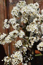 Prunus spinosa_blossoms_resized.JPG
