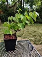 IMG_20210724_091226.jpg