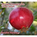 anar-pomegranate-persian.jpg