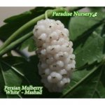 persian-white-mulberry_toot.jpg