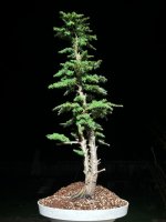 IMG_7826.jpeg