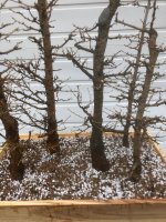 Larch Forrest 2.jpg