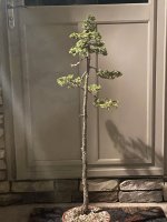 IMG_8118.jpeg