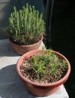 pinus pentaphylla semis 2025 04 23.JPG